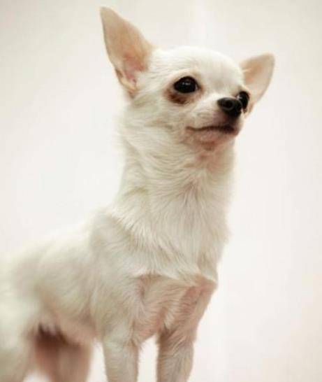 吉娃娃 动作迅速 是世界上最小的犬种之一 主人