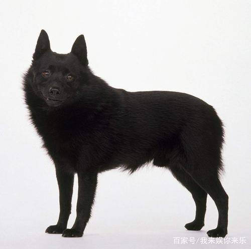 舒柏奇犬发烧怎么办