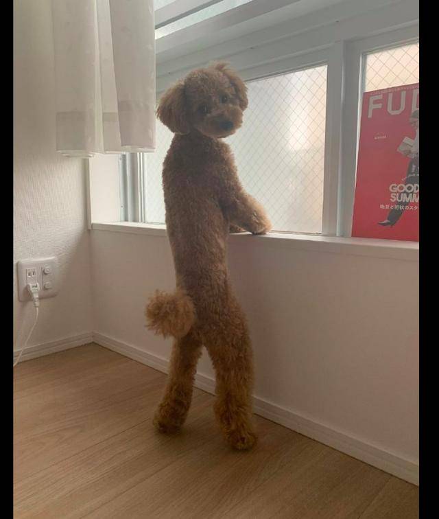 主人早上醒来,看到泰迪站在窗台边上看风景,这是要成精了吗?