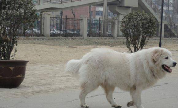 大白熊犬 温顺可爱 非常商量 有着高冷的外表 耳朵