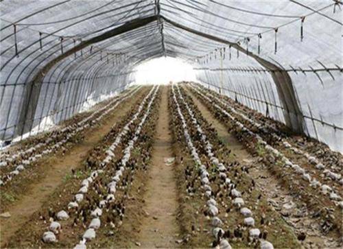 双层保温被 c87ef79843ae49f2ad17cbcf80307268.jpeg