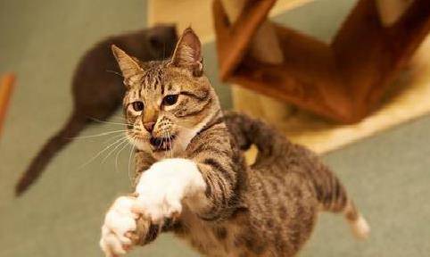 怎么看小猫多少斤 cc7e3be2b079472787a90930b57cc52e.jpeg