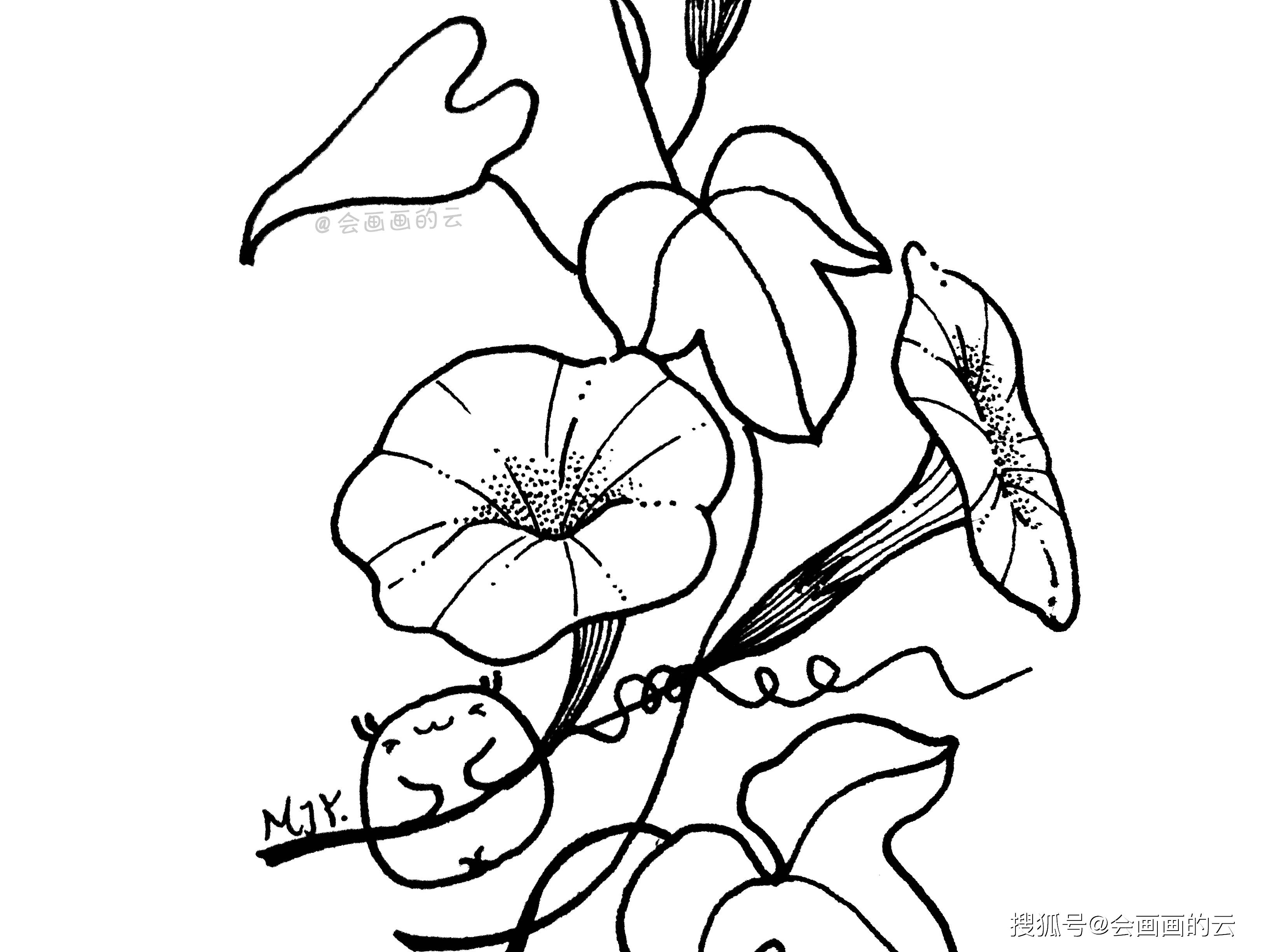 新手也可以画的牵牛花简笔画详细步骤图讲解不屈不挠