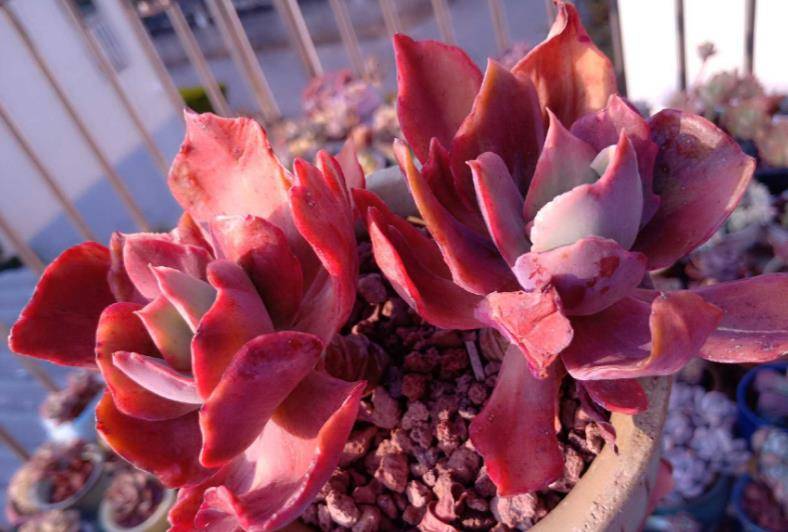 冬天叶片可以全红,但跟钻石毫无关系的钻石锦多肉你养过没有?