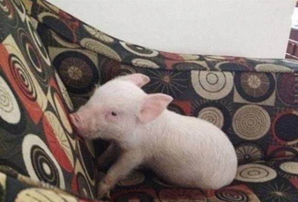 猪小明真名叫什么名 43601196766c41f5af09dcdad40b03ca.jpeg