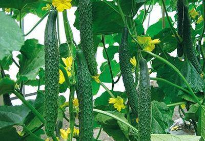 什么时候种植黄瓜比较好 62d71ff035dd4fb7865fed0cd08ca515.jpeg