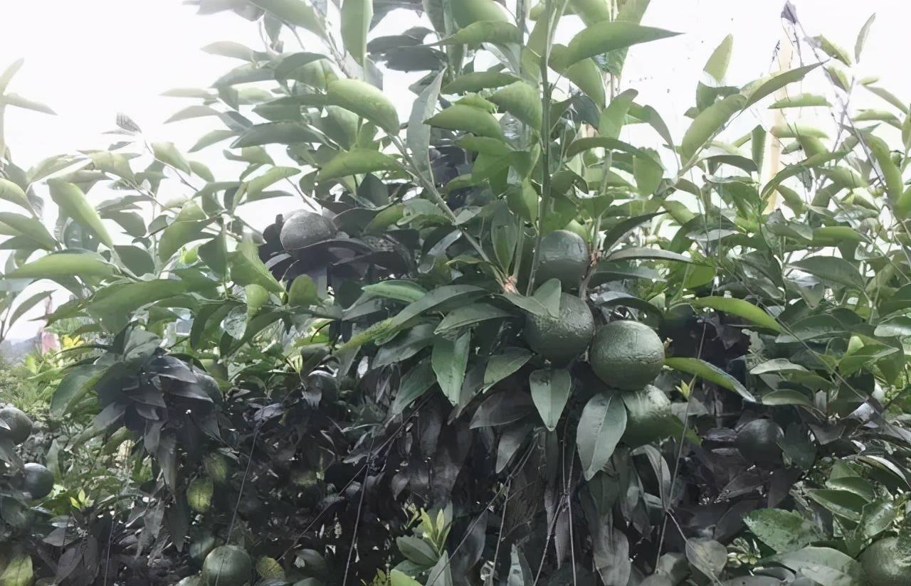 沃柑药害怎么处理(沃柑病虫害12个月管理)