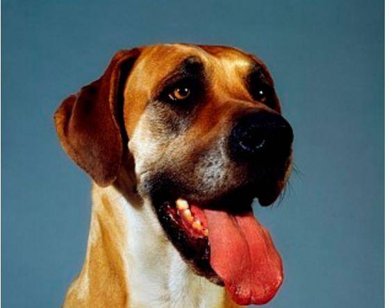 大丹犬的鼻子 黑色鼻子为最佳 蝴蝶鼻或肉色鼻亦可接受 良品联社女性美容时尚经验分享专业平台