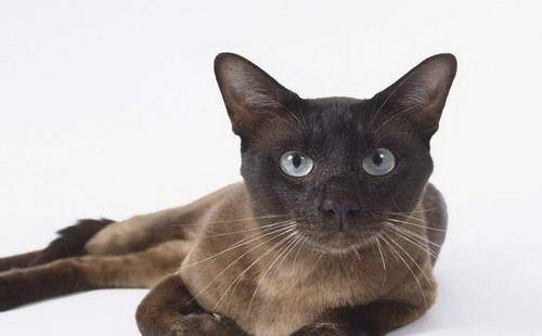 品种最好的暹罗猫是什么 afdac804d4d74b29be3638df6b580eaa.jpeg