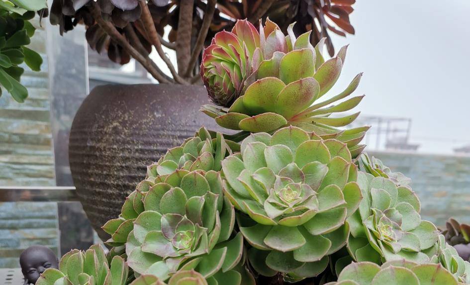 多肉种植视频 b5cc8f3a970e4c0fb0a9f173922cb260.jpeg