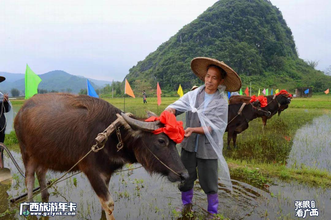 拍了20年的農耕主角大師鏡頭帶你看牛氣沖天廣西旅遊年卡