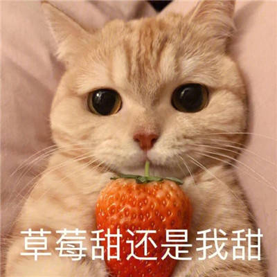 炒鸡甜的猫咪撒娇表情包合集