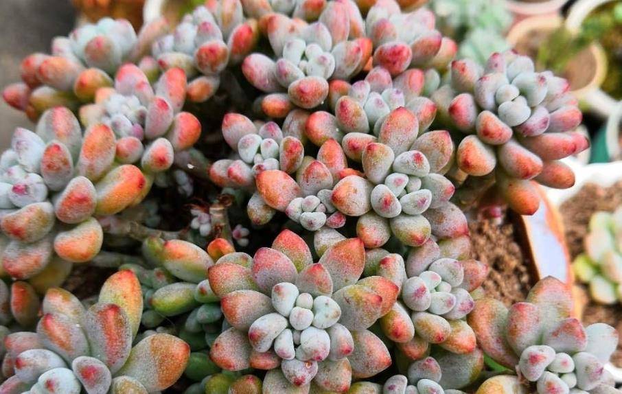 多肉怎样度夏40度高温 fea19b2f685c4f2bb3af0a4d47f92d57.jpeg