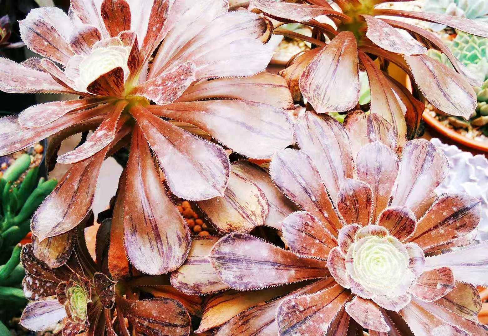 夏季休眠后叶片会变成玫瑰金的多肉法师拉丝锦值得你养一棵