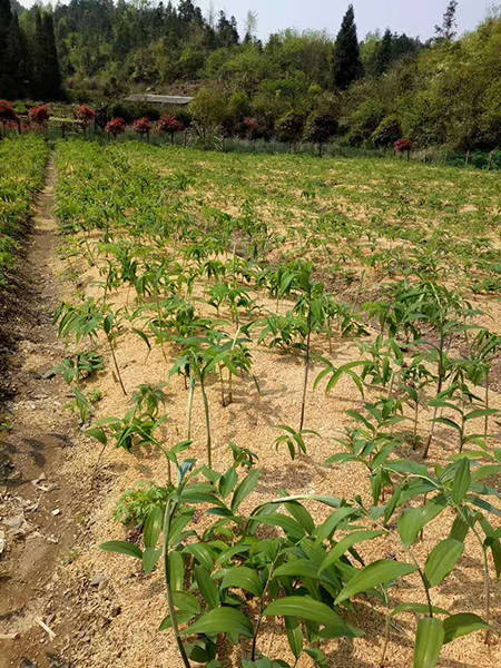 云南春信农业黄精种植要除草方法正确品质好