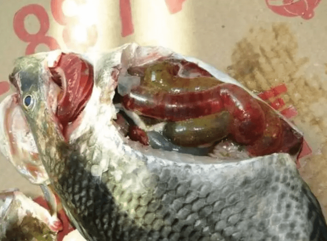 鱼健康使用案例罗非鱼肠炎病发病死亡率达80怎么做好防控措施