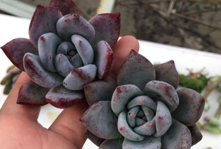 多肉北极熊肥肥胖胖超可爱,又不喜欢徒长,但你知道它的来历吗?