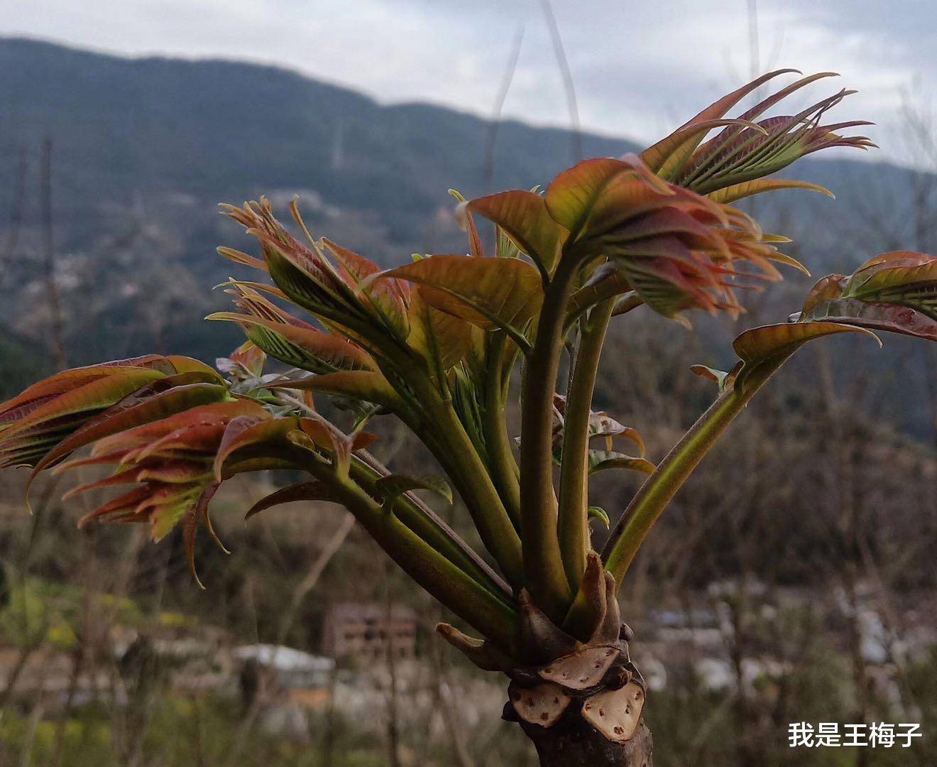 香椿原產於中國,又叫大紅椿樹,香樁頭,香椿芽等名字.