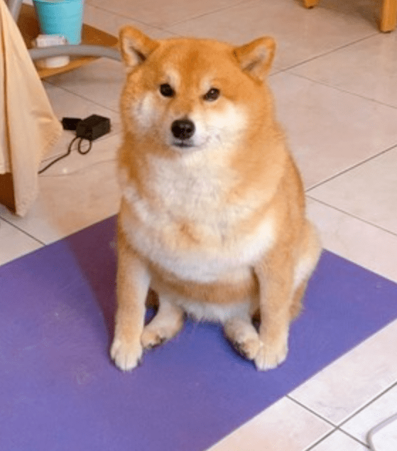 狗子溜到邻居家讨要食物,主人将它抱回时笑哭了_哈吉