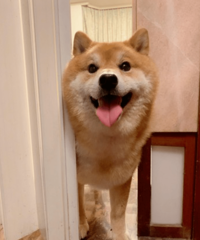 狗子溜到邻居家讨要食物,主人将它抱回时笑哭了_哈吉