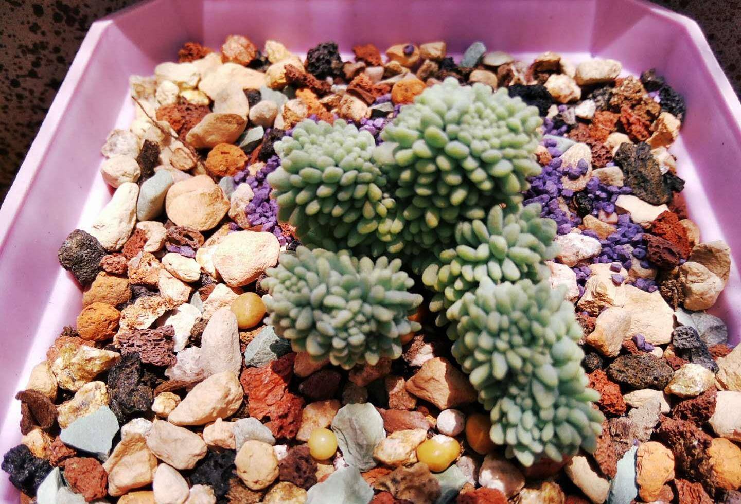 多肉旋叶姬星美小巧可爱,养出状态以后还能变成彩色,非常漂亮