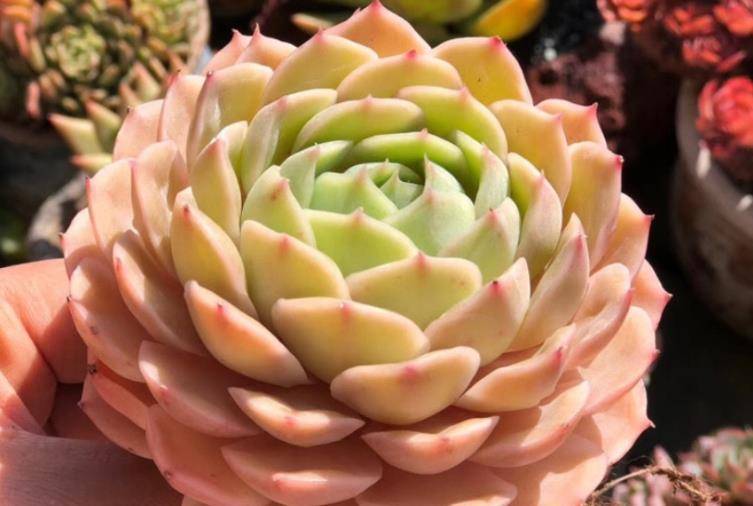 多肉昂斯诺开花基本上是没有花粉的,你知道其中的原因是什么吗?