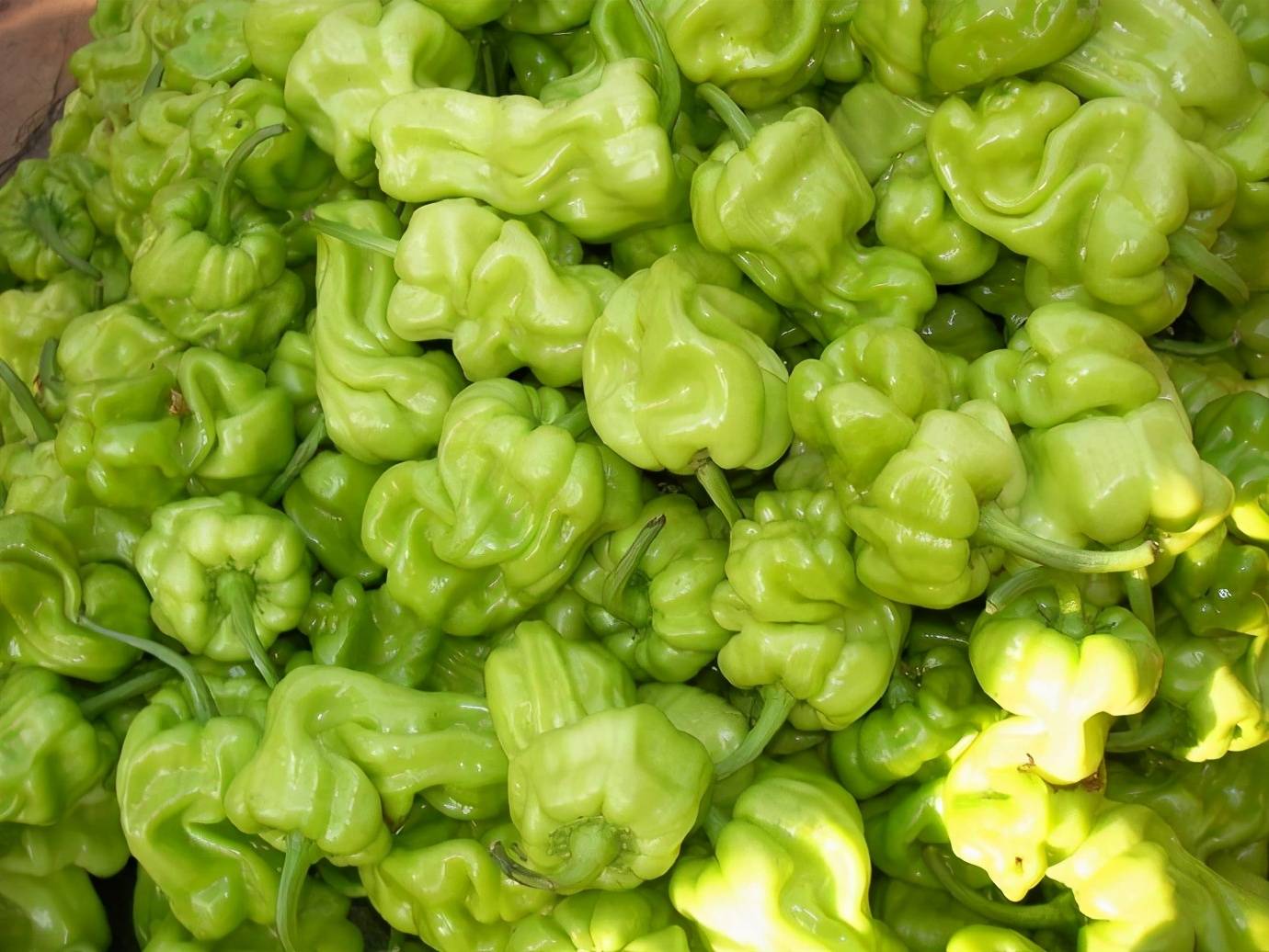 皺皮辣椒怎麼做好吃？ 熱愛美食 第1张