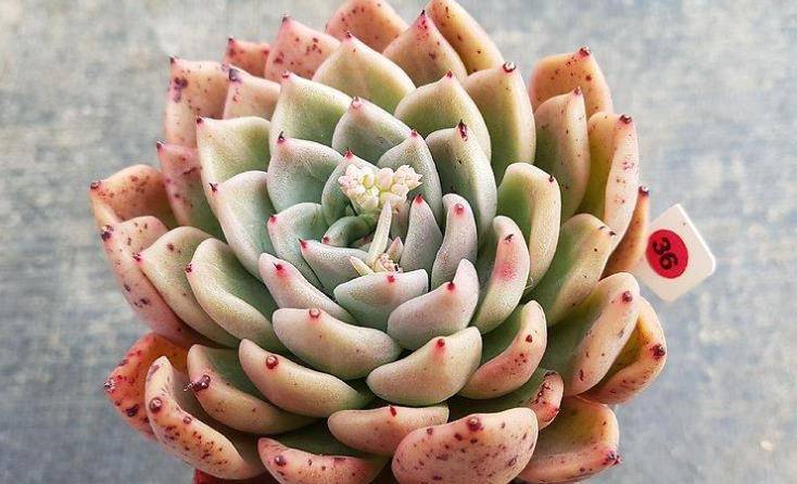 多肉拉霍亚——带爪的东云,堪称爪系基因与东云系基因的完美结合