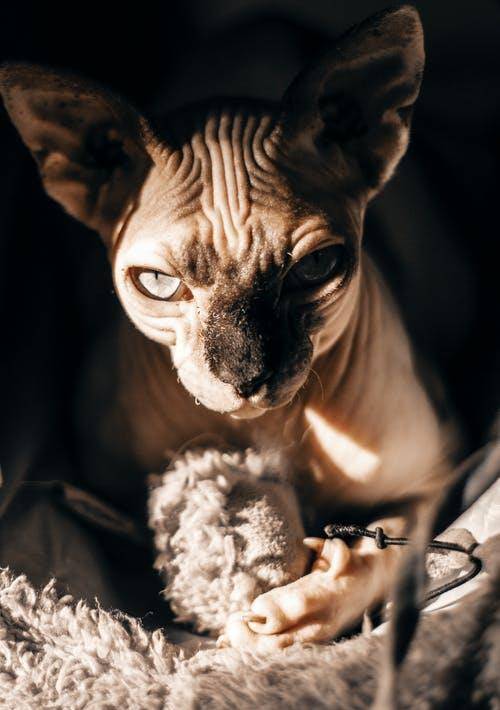 猫咪|萌宠猫咪的图片合集