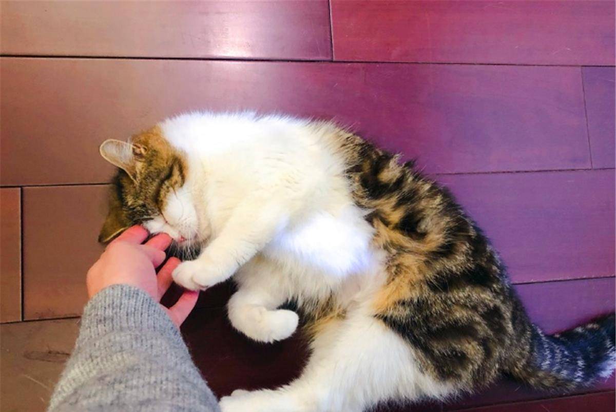 8955d966a25b4cb2b7c22de436053346.jpeg