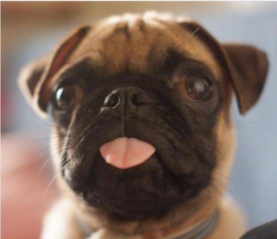 狗多少度会吐舌头 9a8f143090b34d72a4a22039b674f7fb.jpeg