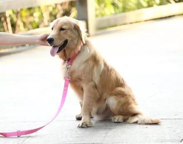 狗狗為什麼喜歡一直跟著主人？這8個原因，讓人有點心酸 萌趣萌寵 第8张