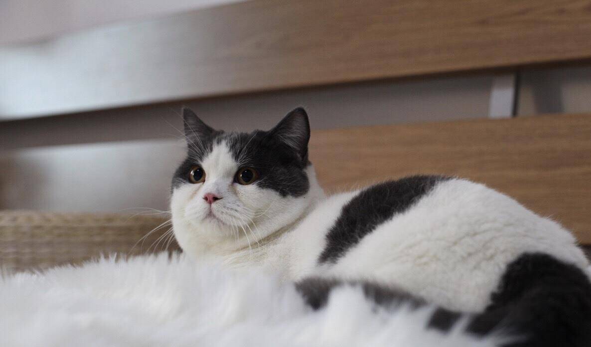 肥肥的猫咪 ad757ac942d54a82aabaf0683ed13b80.jpeg
