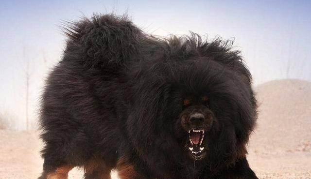 闻名世界五大战斗力凶猛的犬类 谁更凶悍 藏獒