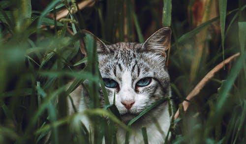 猫咪|萌宠猫咪的图片合集