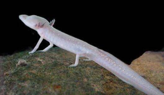 2,巴西盲视水虎鱼洞螈主要生活在欧洲阿尔卑斯山的潮湿洞穴中,这种