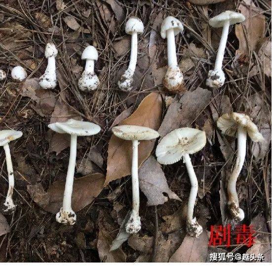 灰花纹鹅膏(肝损害型)▼▼▼