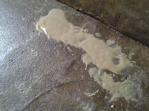 猪回肠炎的症状以及防控方案