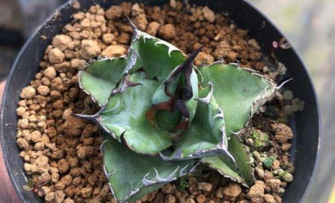 多肉植物蓝肌仁王冠好养吗 当然好养 龙舌兰属的多肉基本都皮实 叶片