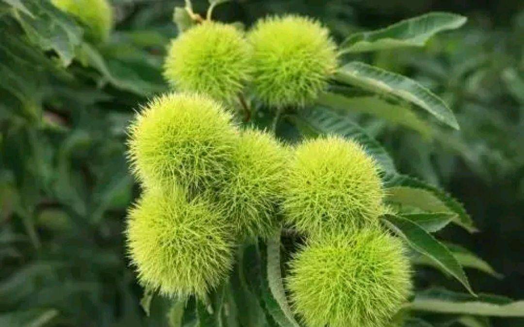 人体|秋吃一宝,百病皆好!每天吃几颗,腰腿有力了,脾胃也慢慢变好了