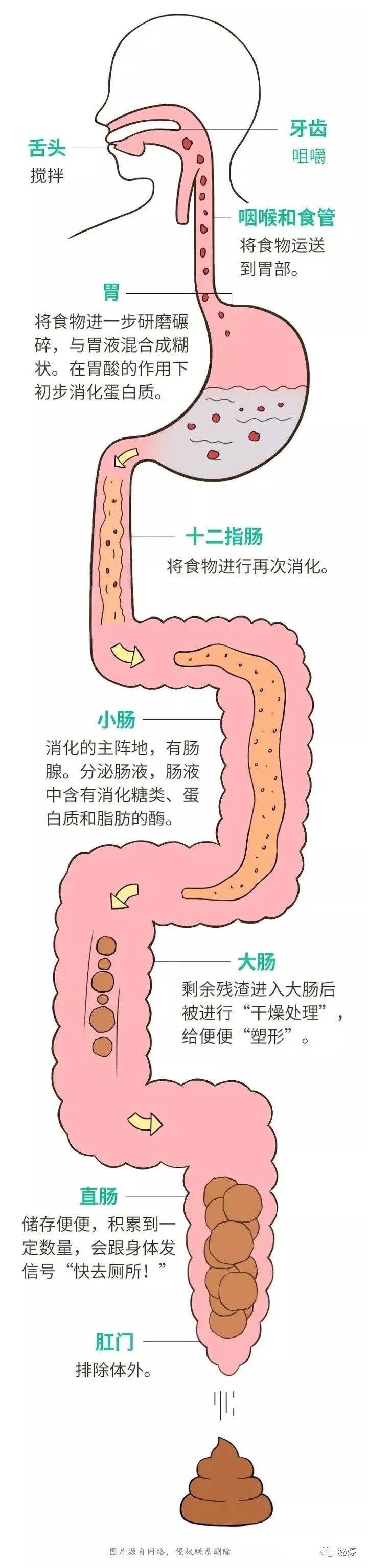 腸力素腸道免疫調節營養素|為什麼一日不排便,勝抽三包煙?