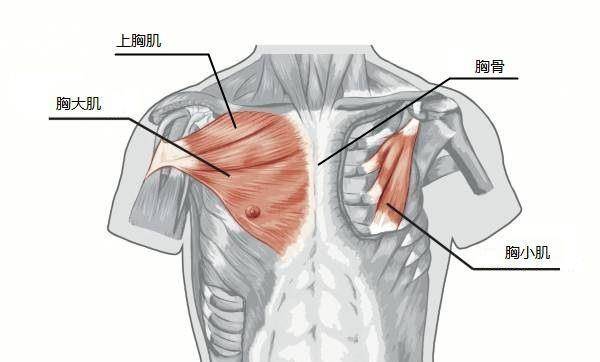 原创大白话运动解剖学第一课胸肌部分健身不求人