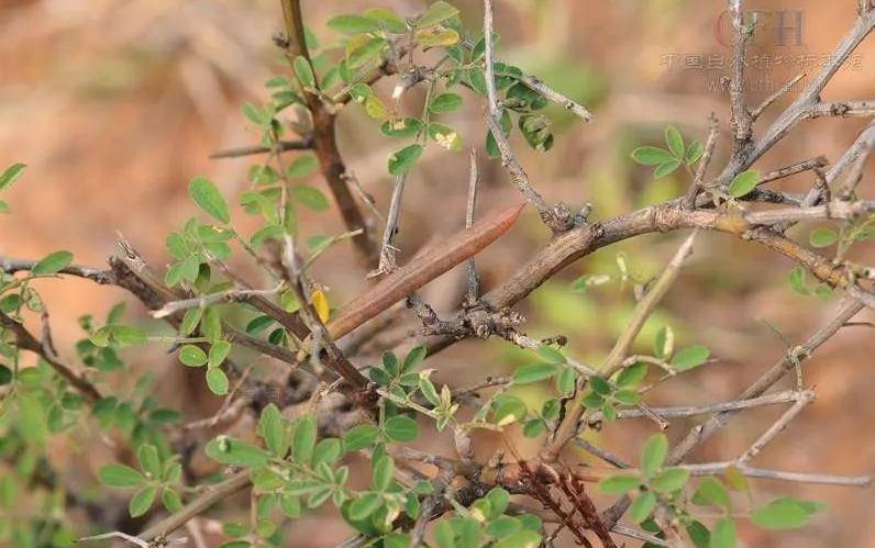马棘,小灌木,高1-3m.茎多分枝,幼枝灰褐色,有棱,被丁字毛.