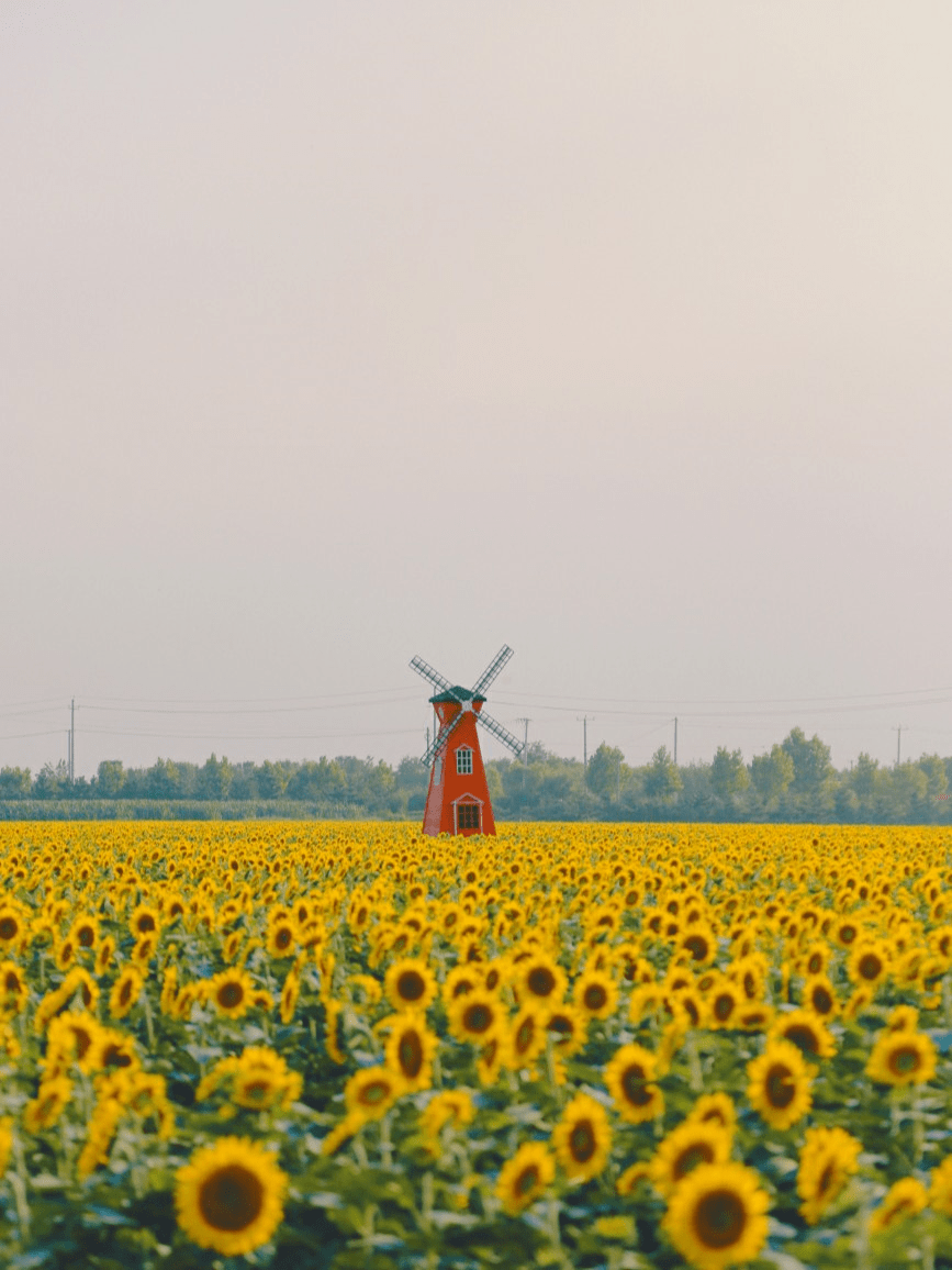 热度飙升200w走进菊次郎的夏天就在青岛这个地方