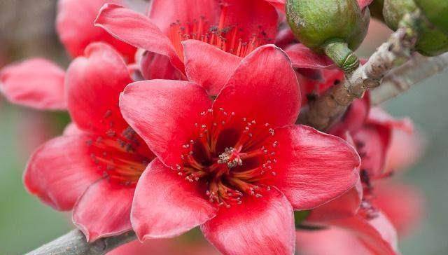 每天用"它"泡水喝,可以帮你除湿气,还能瘦肚子_红豆