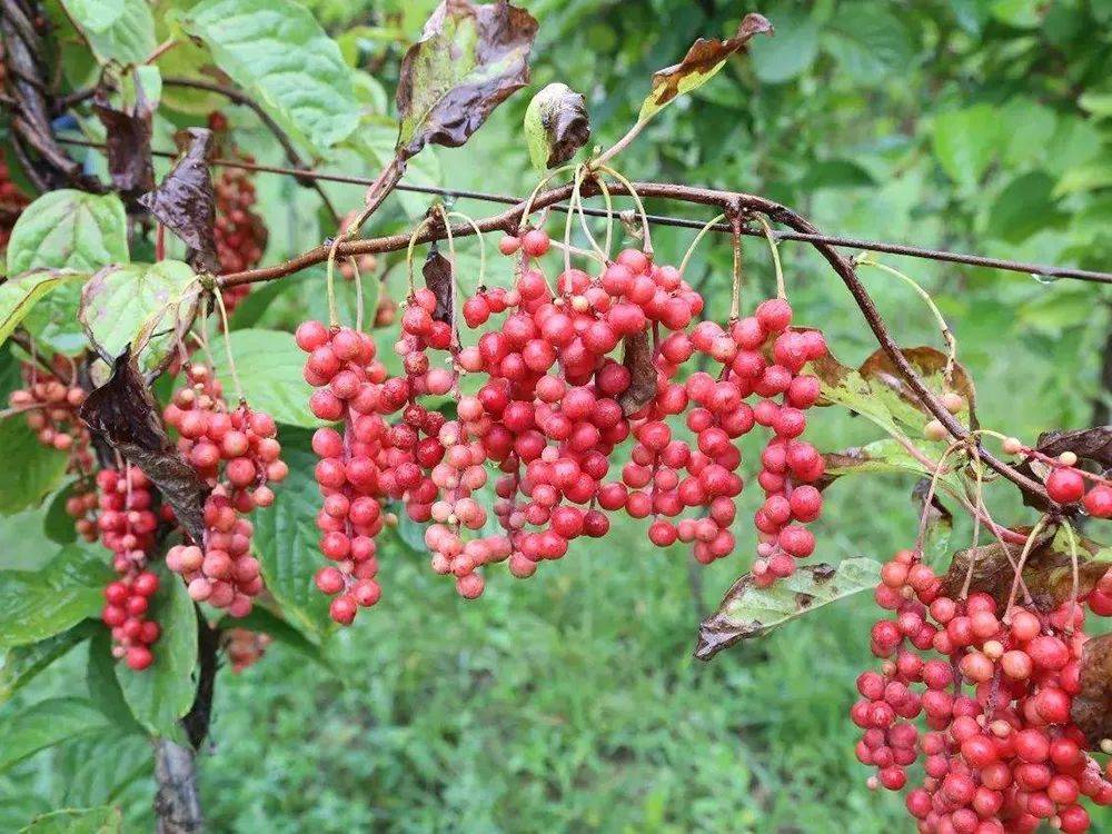 原创这果子有5种味道,曾是农村娃的零食,近些年30元一斤受追捧