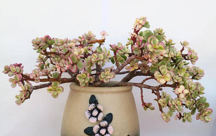 多肉雅乐之舞如何配盆?平常怎么养护才能让它长得更好?