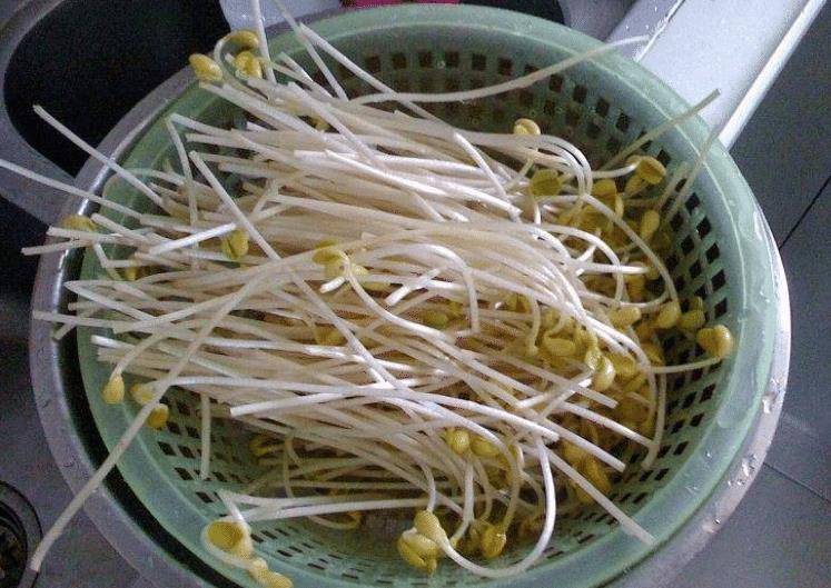 黄豆芽,黑豆芽和绿豆芽,市面上还有一些粗豆芽,也就是被药水泡过的"毒