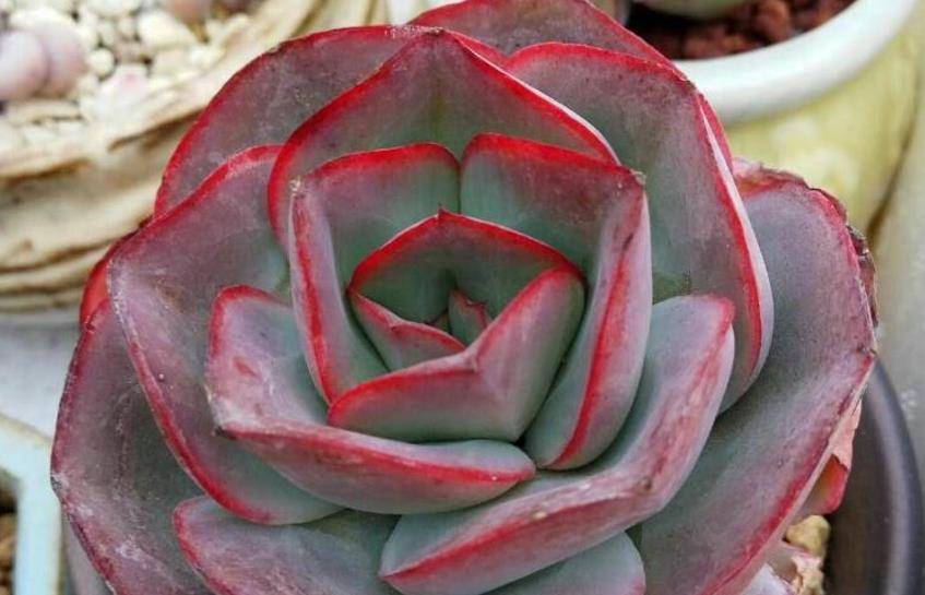 多肉钢叶莲超好看超好养,同时没有明显的休眠期,喜欢秋季可入手