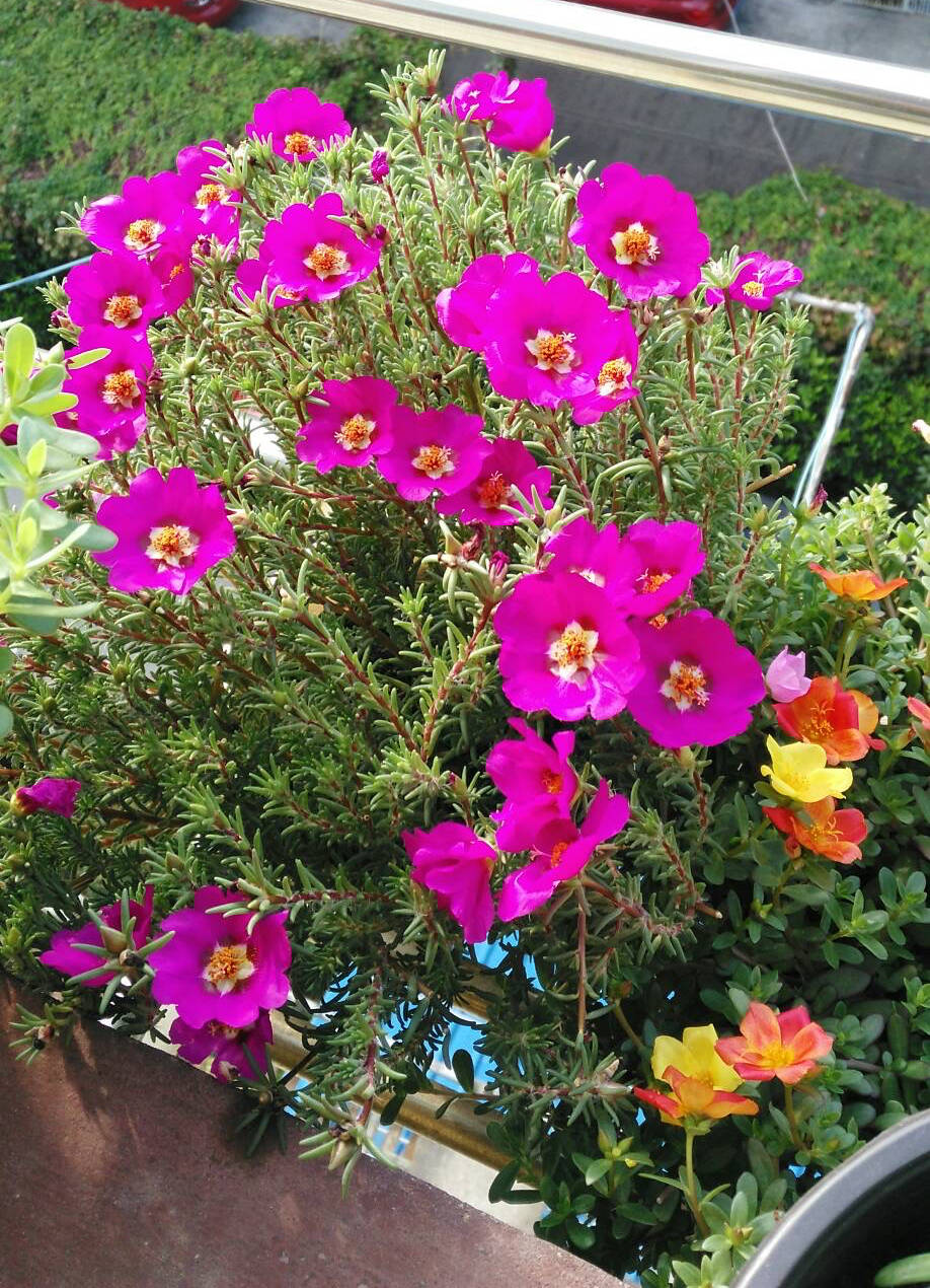 什么花最漂亮最难养 fb7d65c5e0354f83897649dc9beaf1ee.jpeg